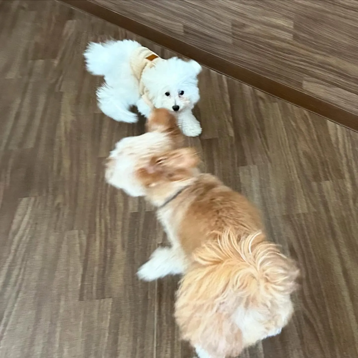 入会してくれたモカちゃんとみるくくん🌼