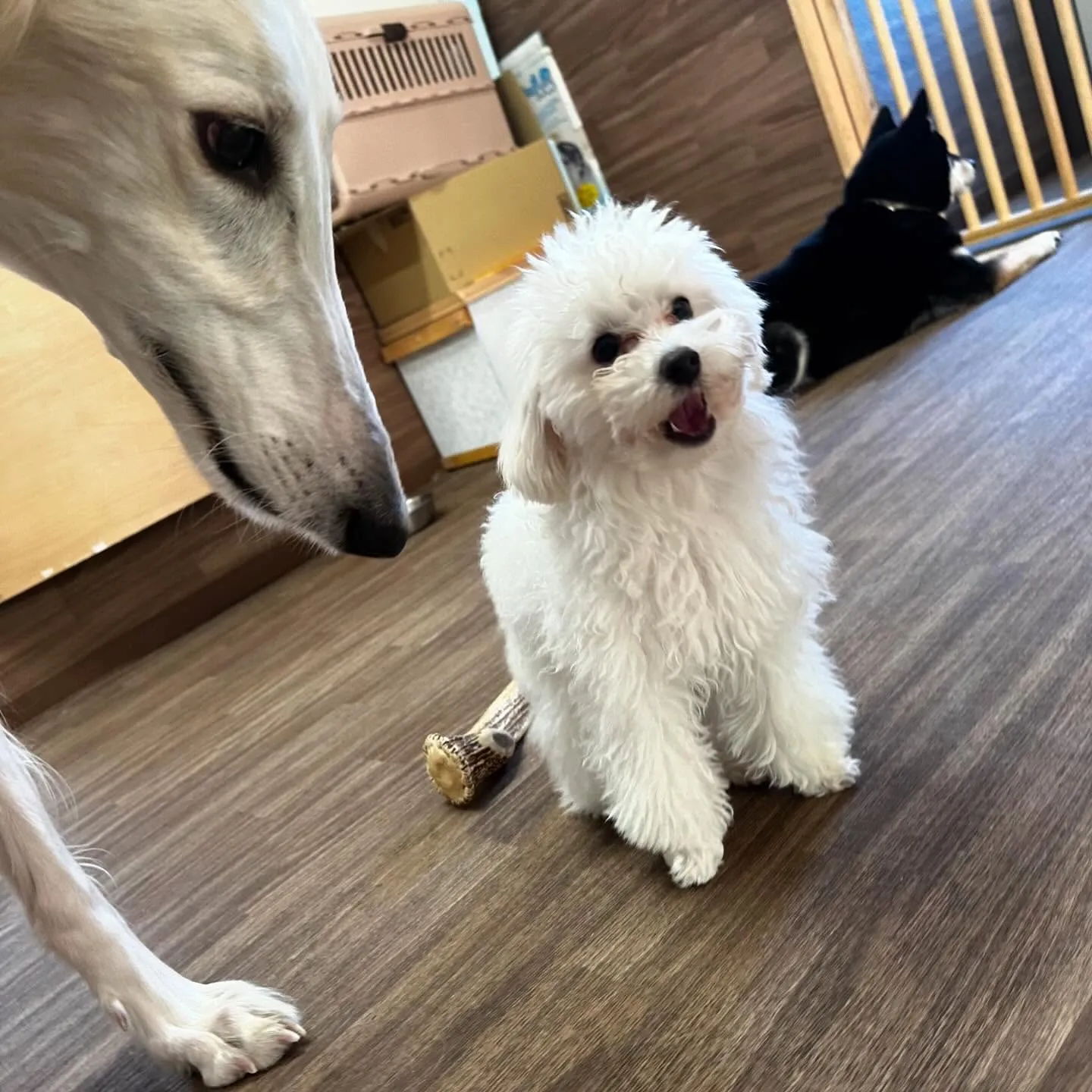 入会してくれたモカちゃんとみるくくん🌼