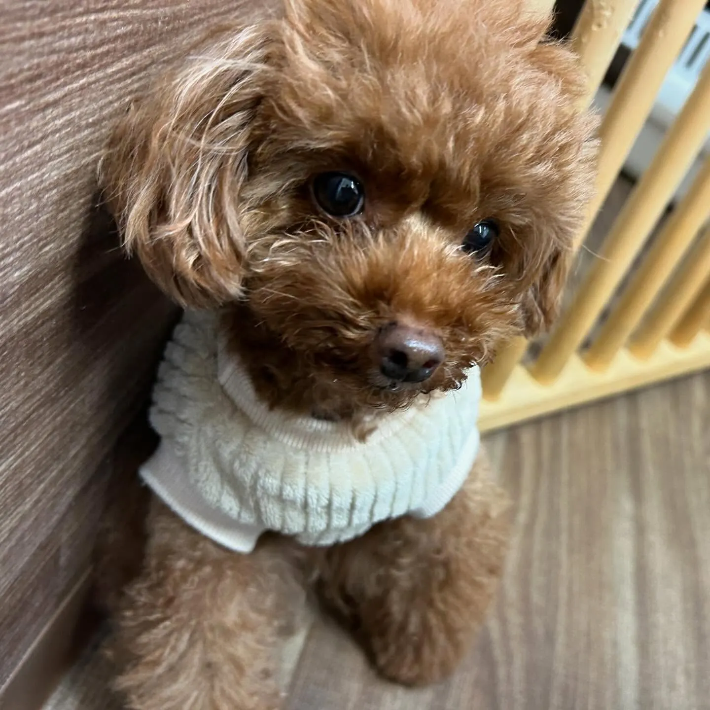 入会してくれたモカちゃんとみるくくん🌼