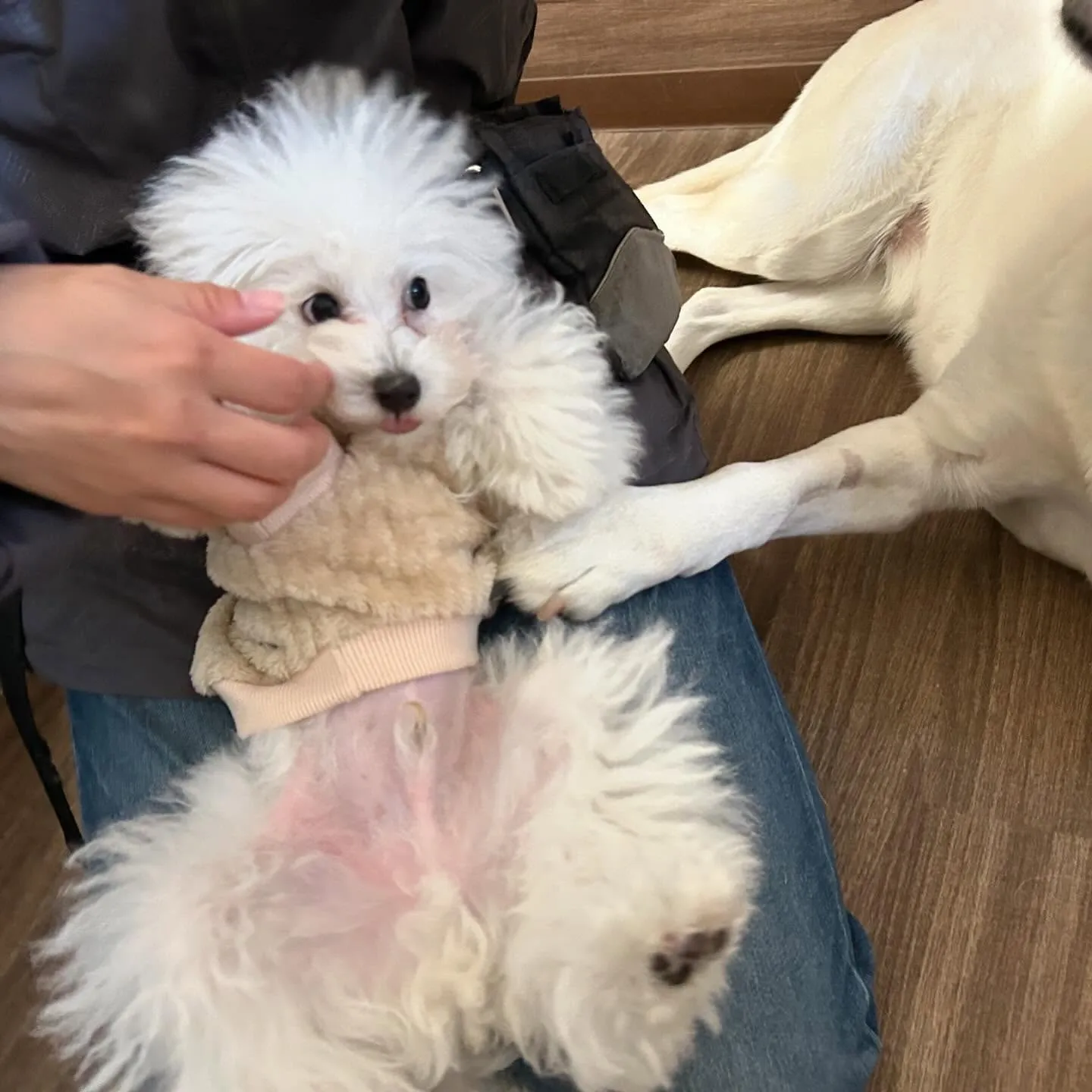 入会してくれたモカちゃんとみるくくん🌼