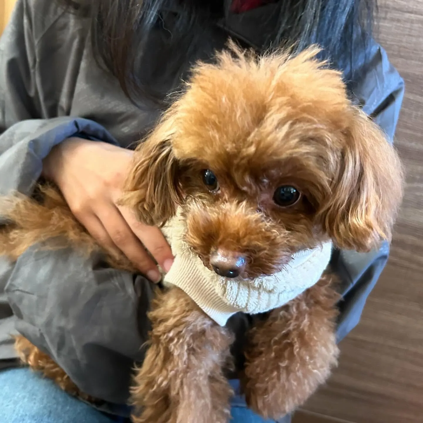 入会してくれたモカちゃんとみるくくん🌼