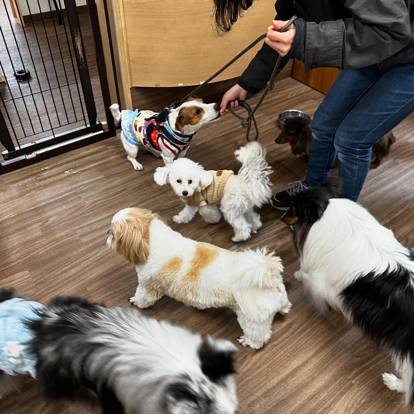 入会してくれたモカちゃんとみるくくん🌼