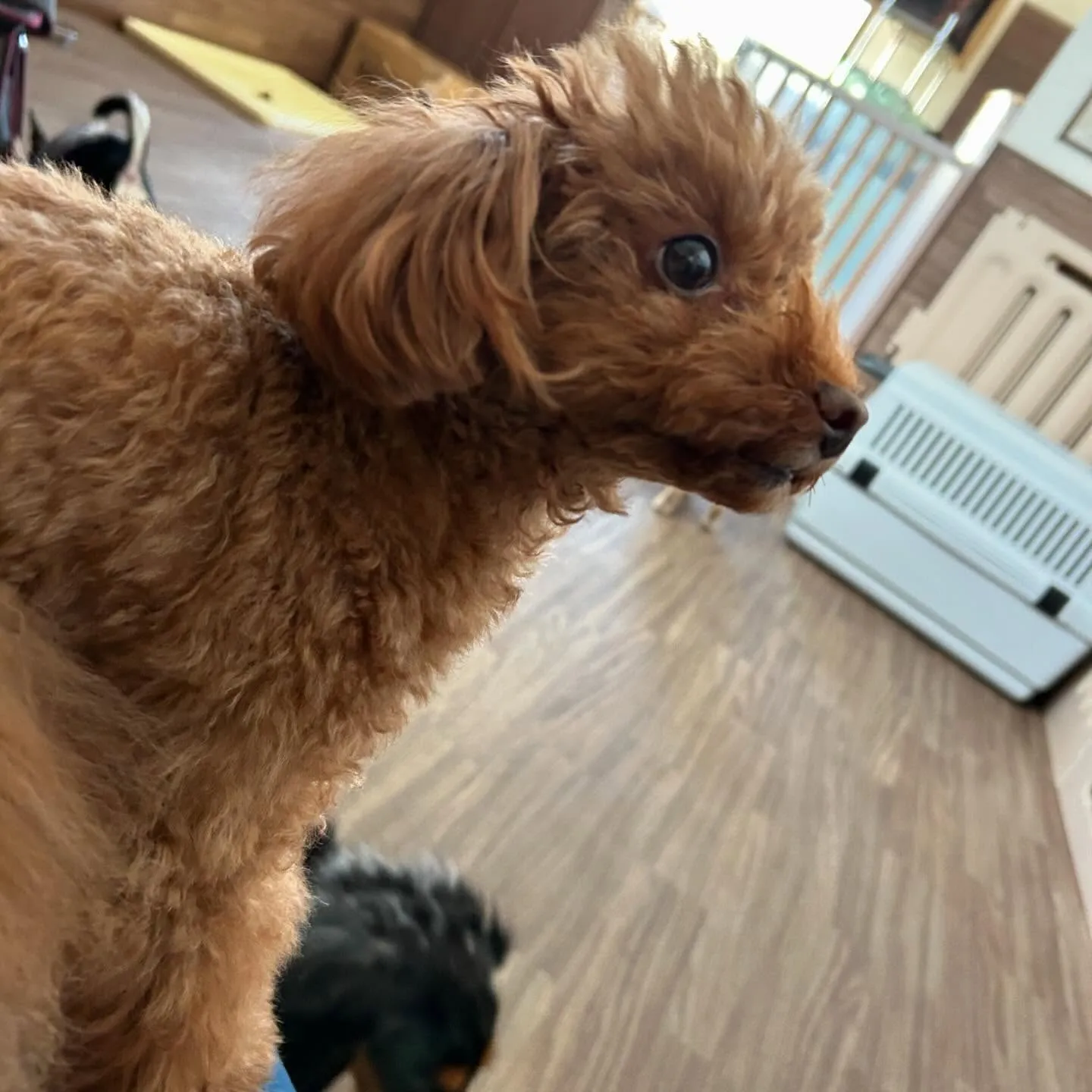 入会してくれたモカちゃんとみるくくん🌼