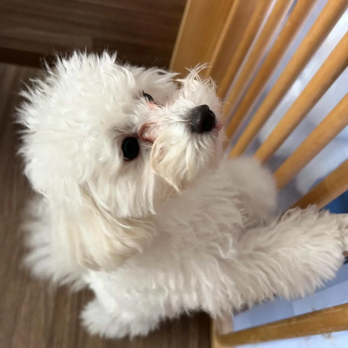 入会してくれたモカちゃんとみるくくん🌼