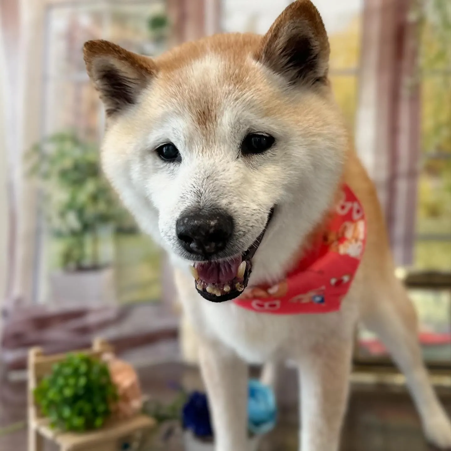 トリミングのセットメニューに来てくれたわんこたちです🎶