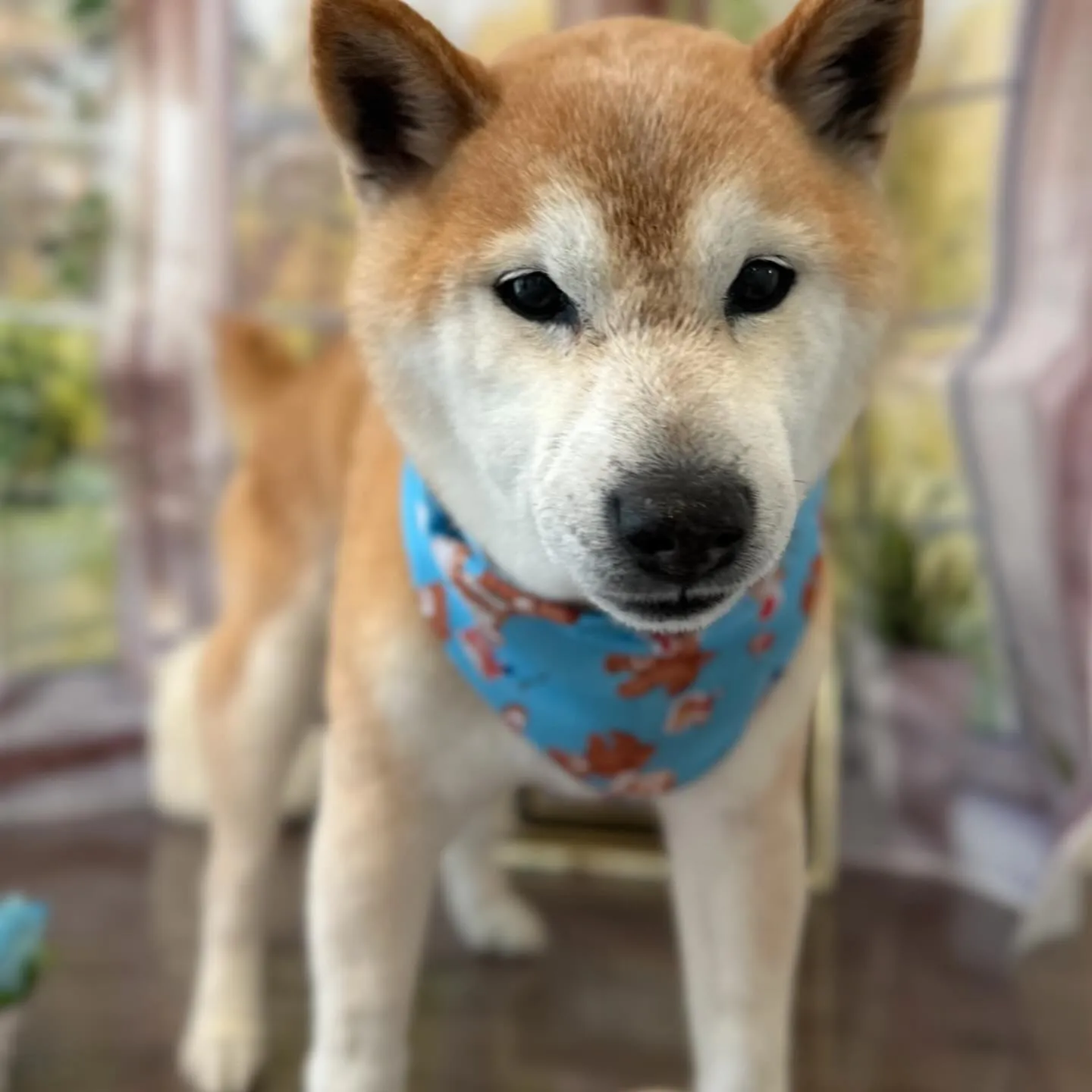 トリミングのセットメニューに来てくれたわんこたちです🎶