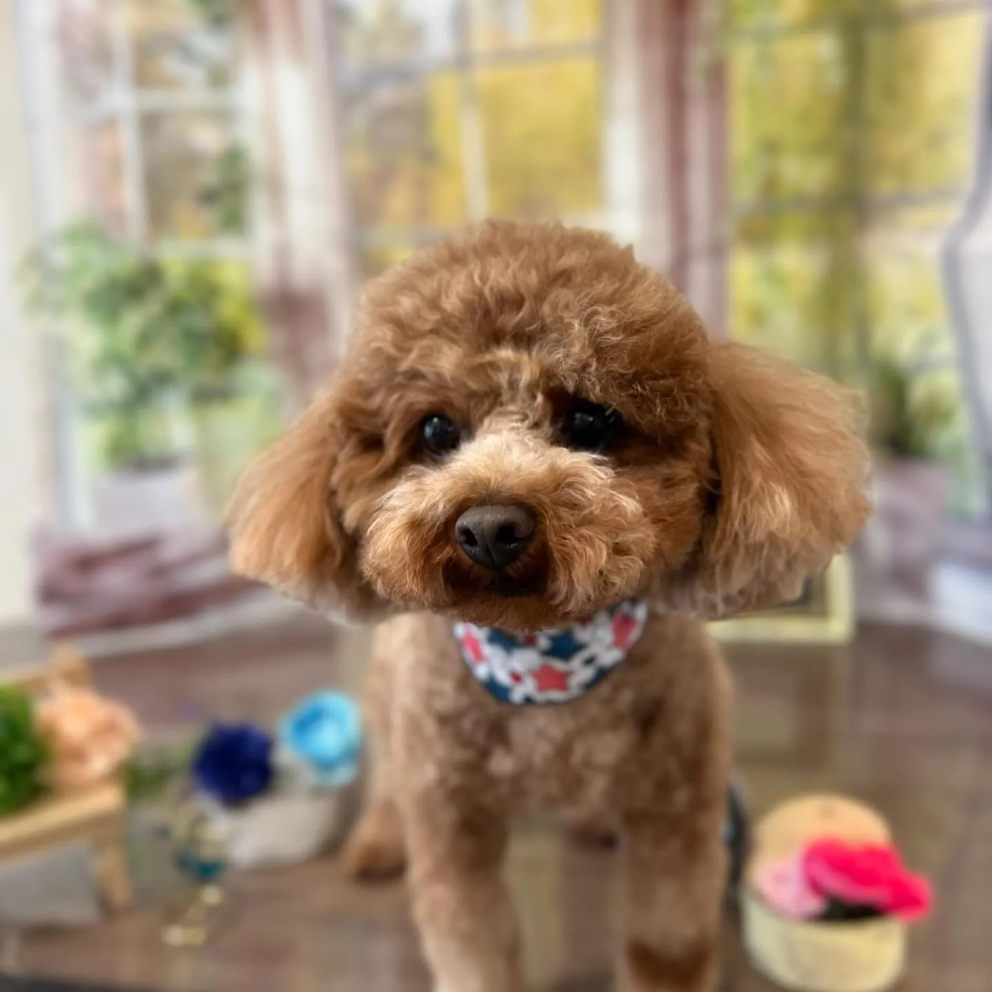 トリミングのセットメニューに来てくれたわんこたちです🎶