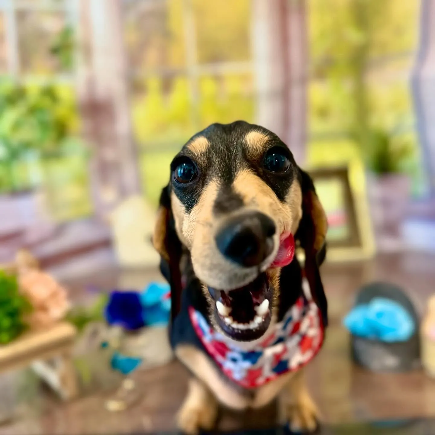 トリミングのセットメニューに来てくれたわんこたちです🎶