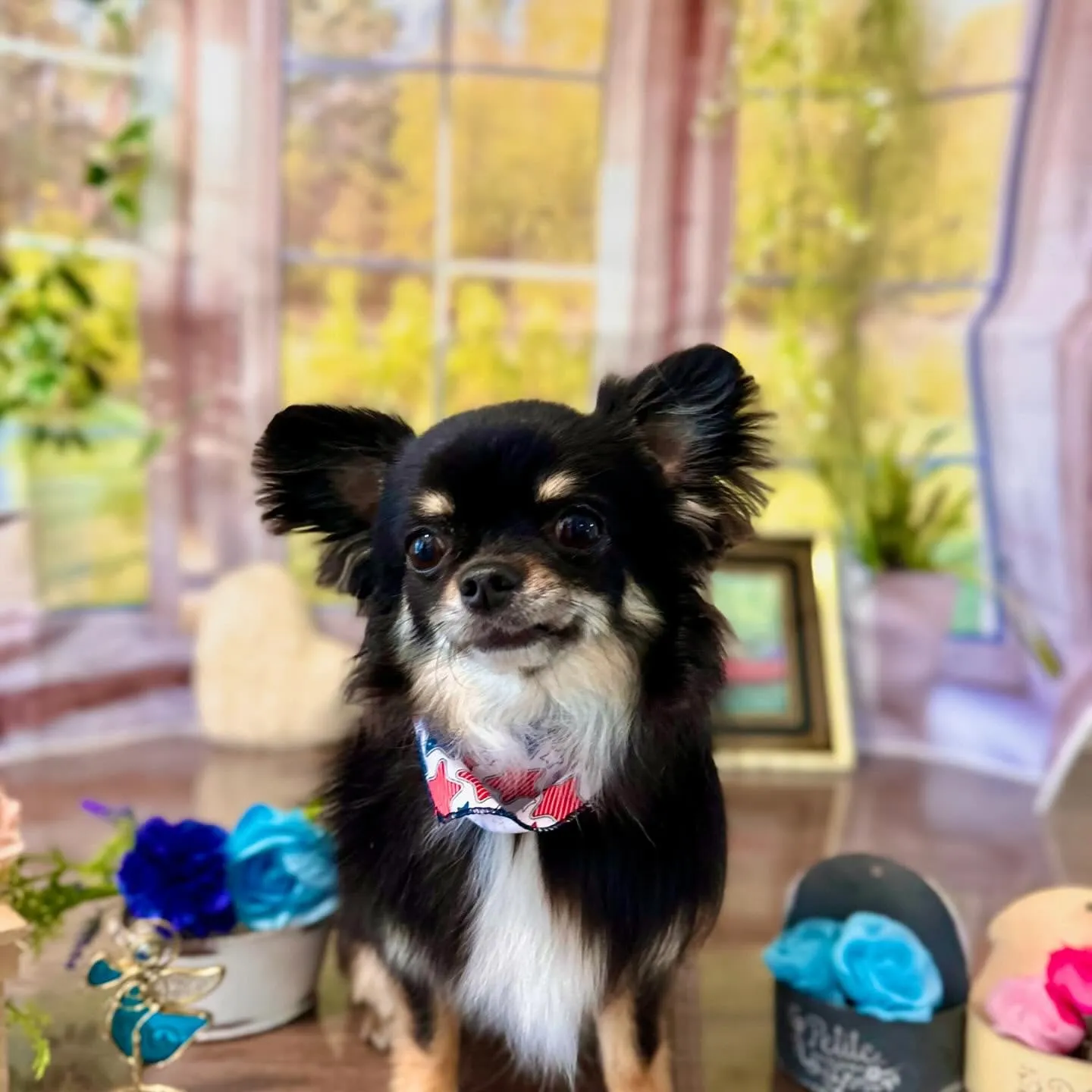 トリミングのセットメニューに来てくれたわんこたちです🎶