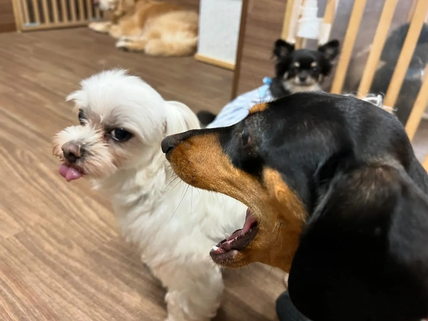 運動会イベント動画第3弾をYouTubeにアップしました❣️