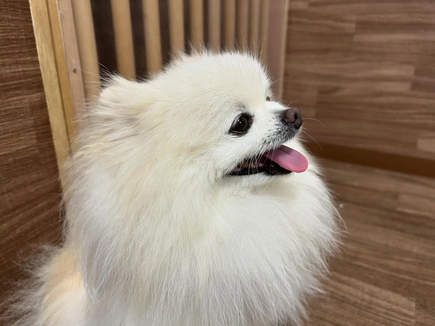 運動会イベント動画第3弾をYouTubeにアップしました❣️