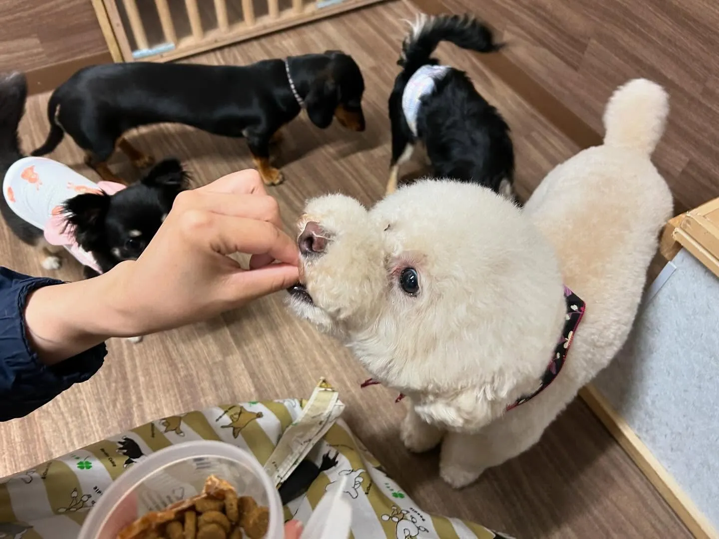 運動会イベント動画第3弾をYouTubeにアップしました❣️