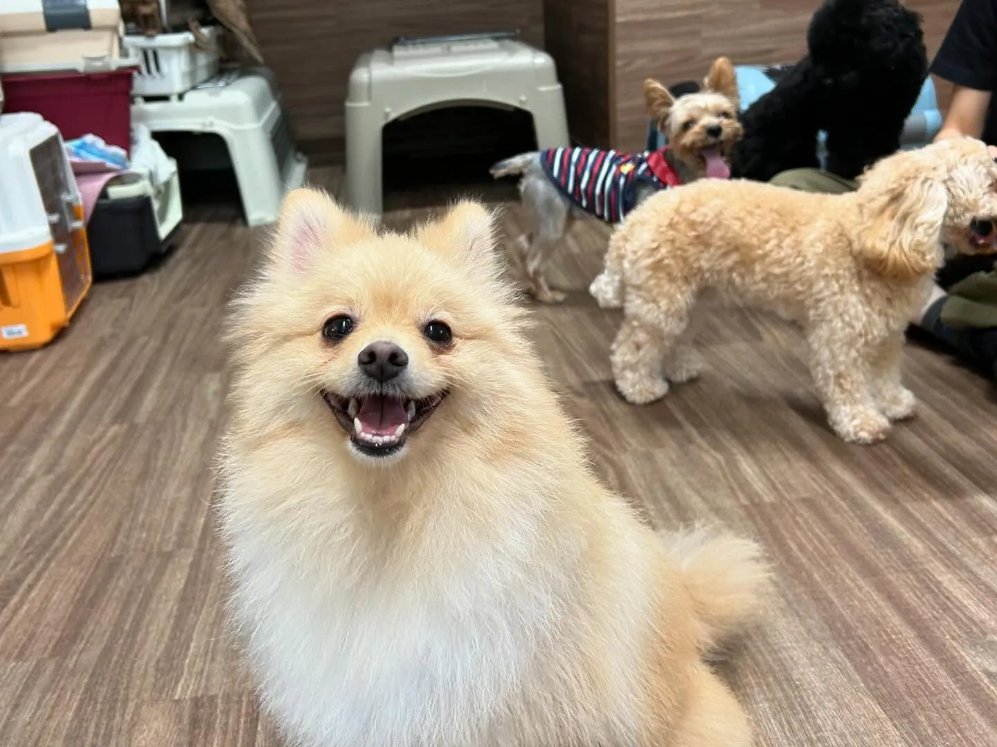 運動会イベント動画第3弾をYouTubeにアップしました❣️