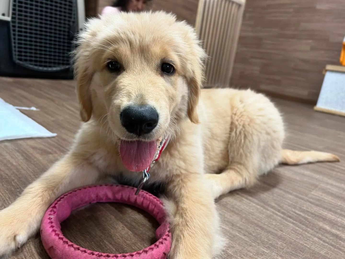 運動会イベント動画第3弾をYouTubeにアップしました❣️