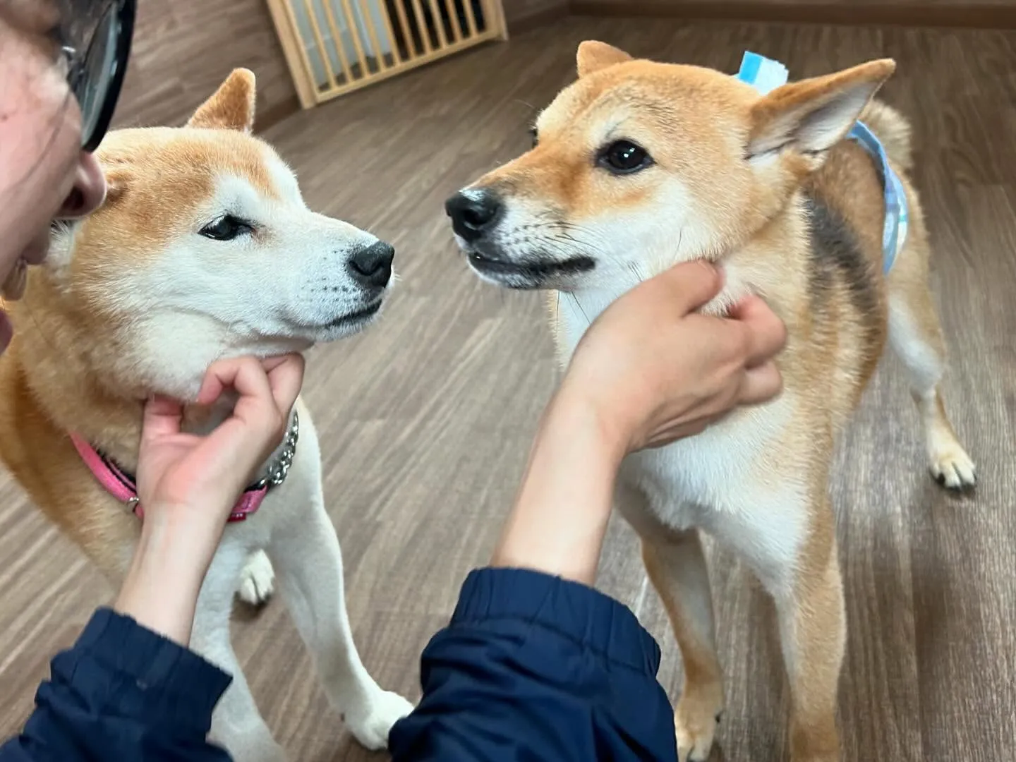 運動会イベント動画第3弾をYouTubeにアップしました❣️