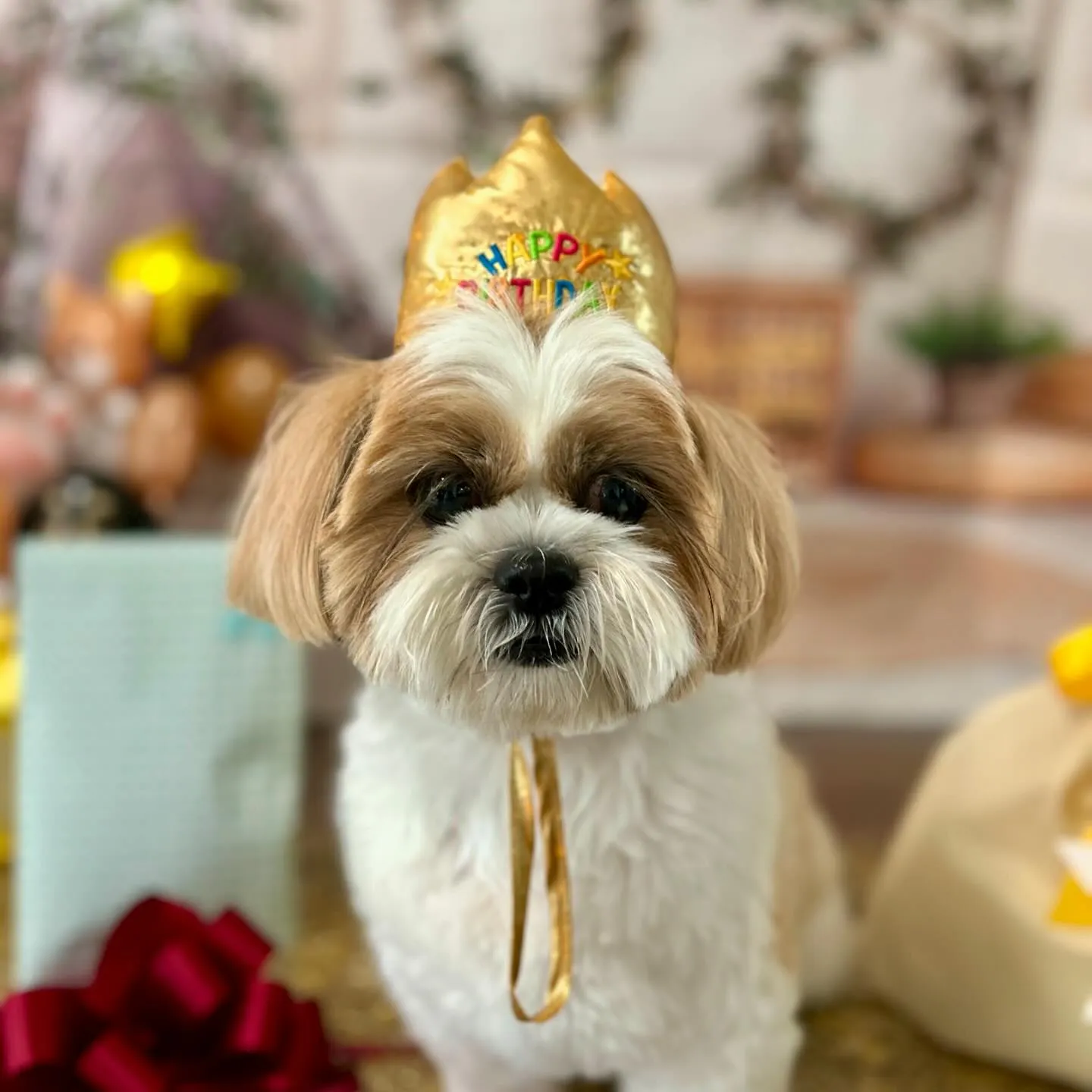 今日はふくすけくんのお誕生日でした🎂