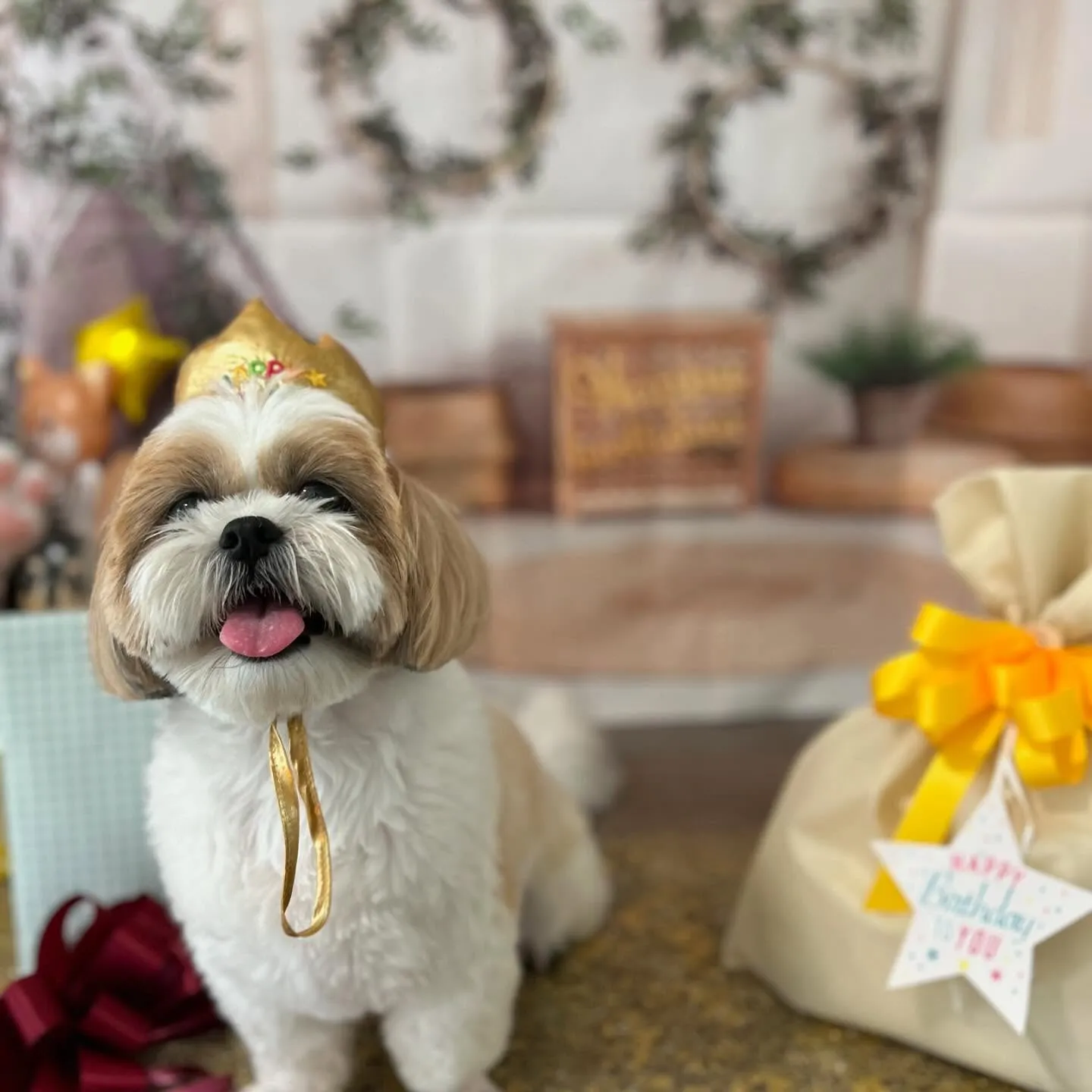 今日はふくすけくんのお誕生日でした🎂