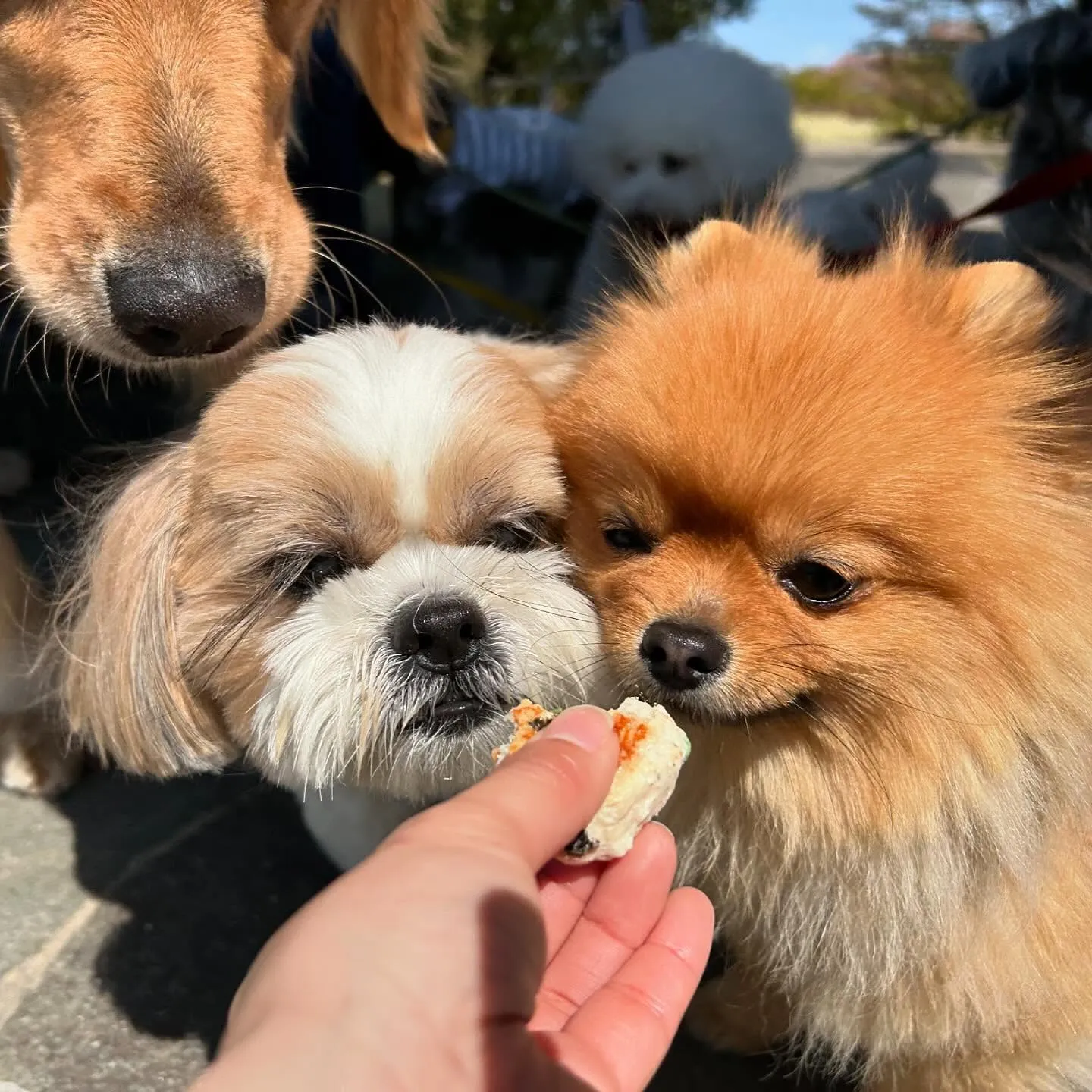 今日はふくすけくんのお誕生日でした🎂