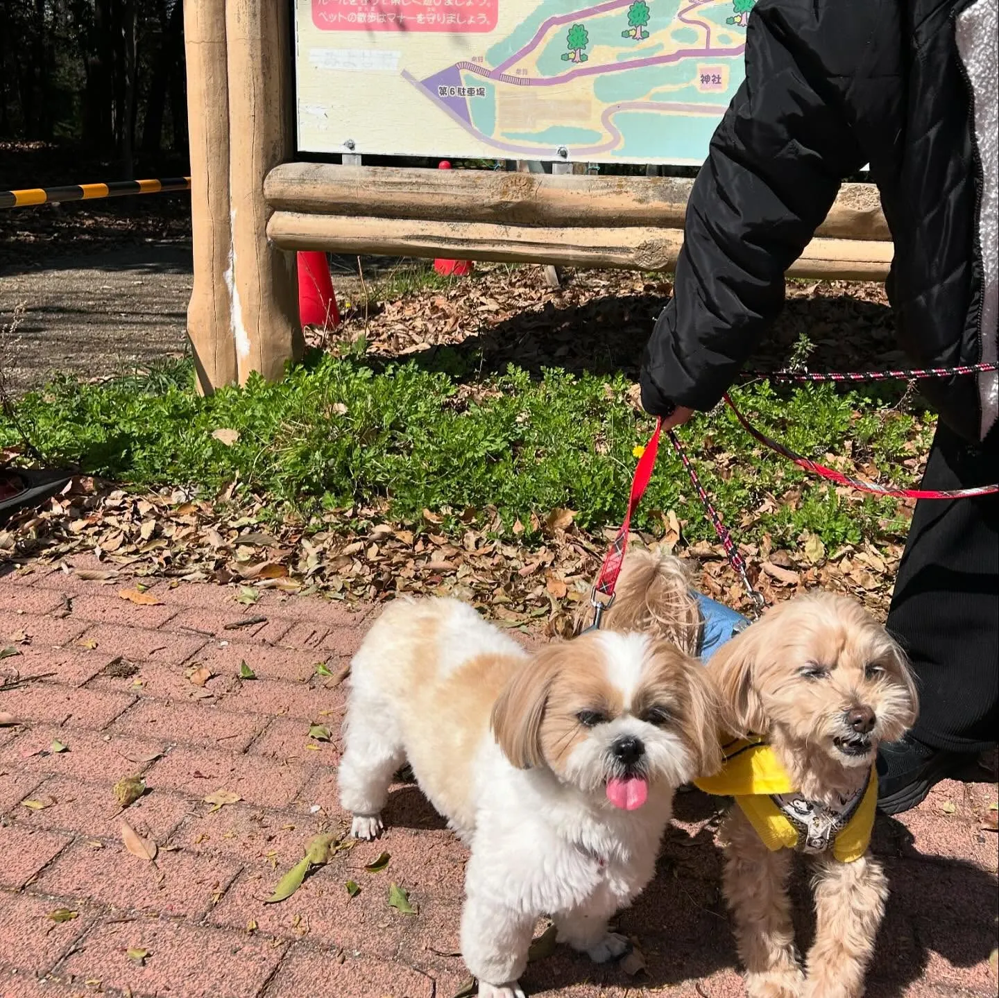 今日はふくすけくんのお誕生日でした🎂