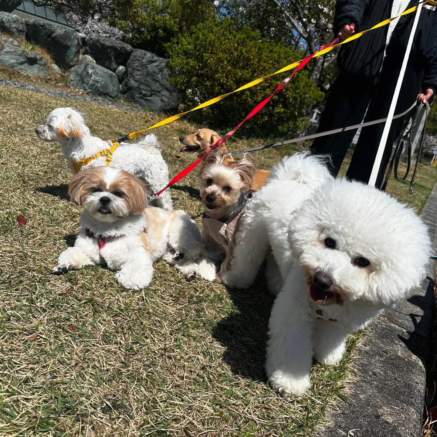 今日はふくすけくんのお誕生日でした🎂