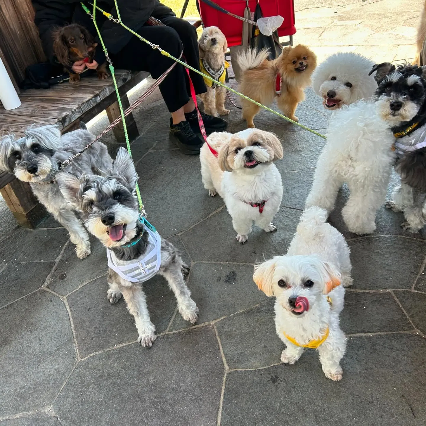 今日はふくすけくんのお誕生日でした🎂