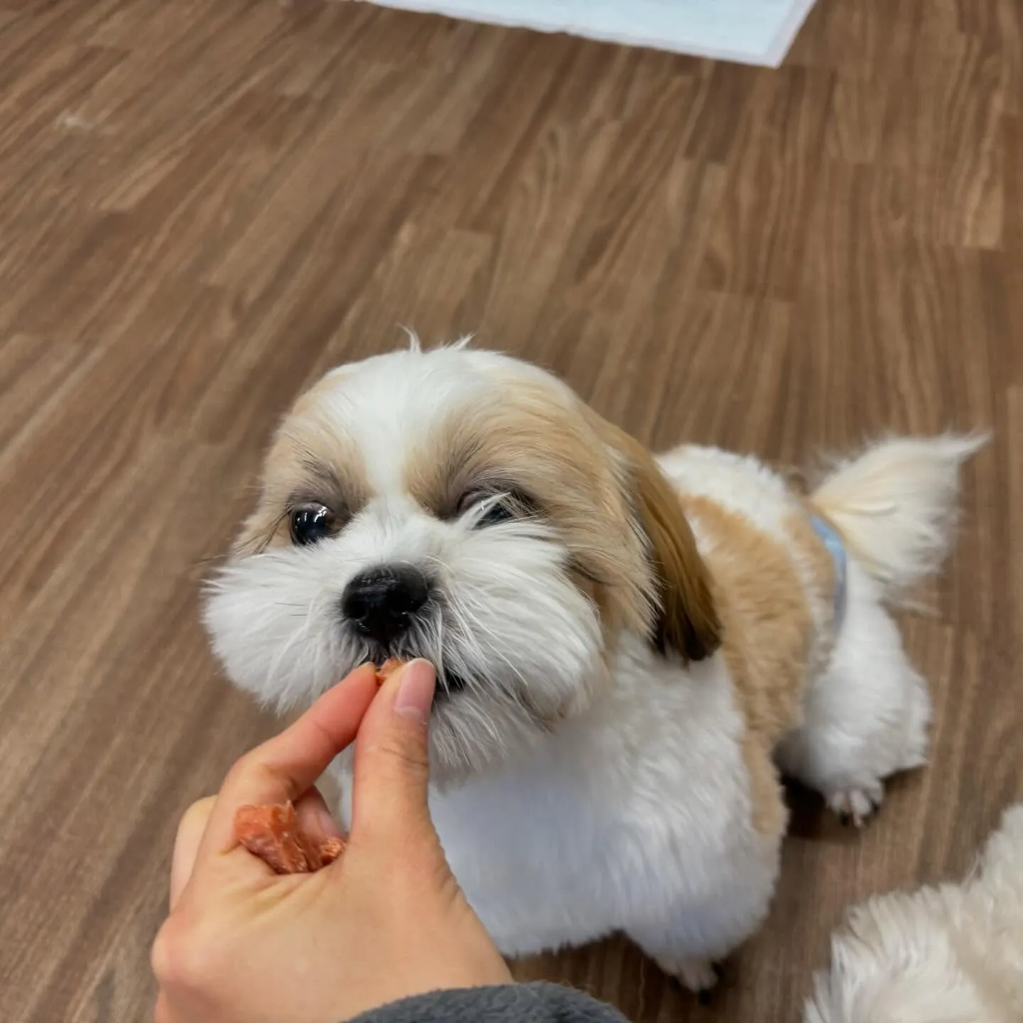 今日はふくすけくんのお誕生日でした🎂