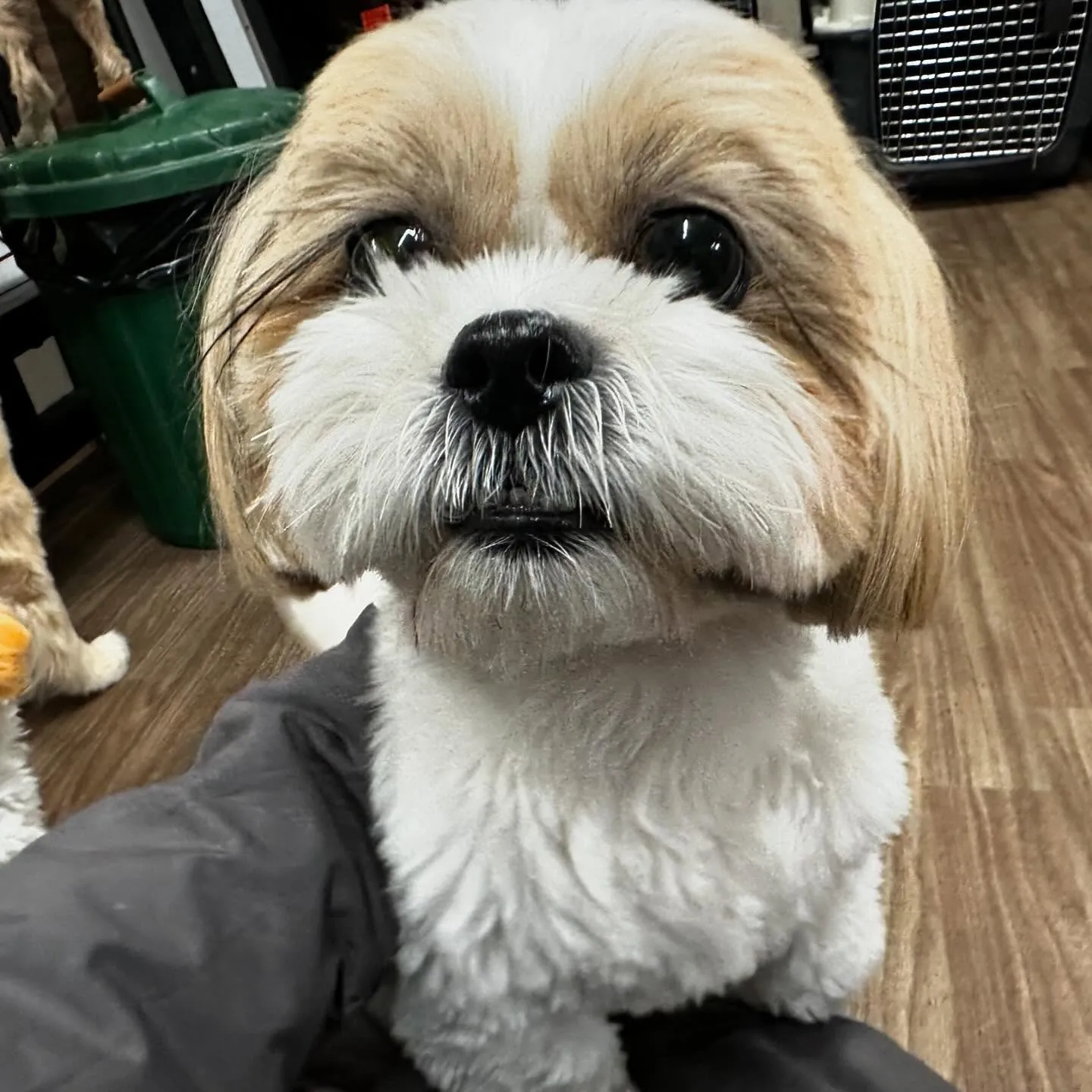 今日はふくすけくんのお誕生日でした🎂