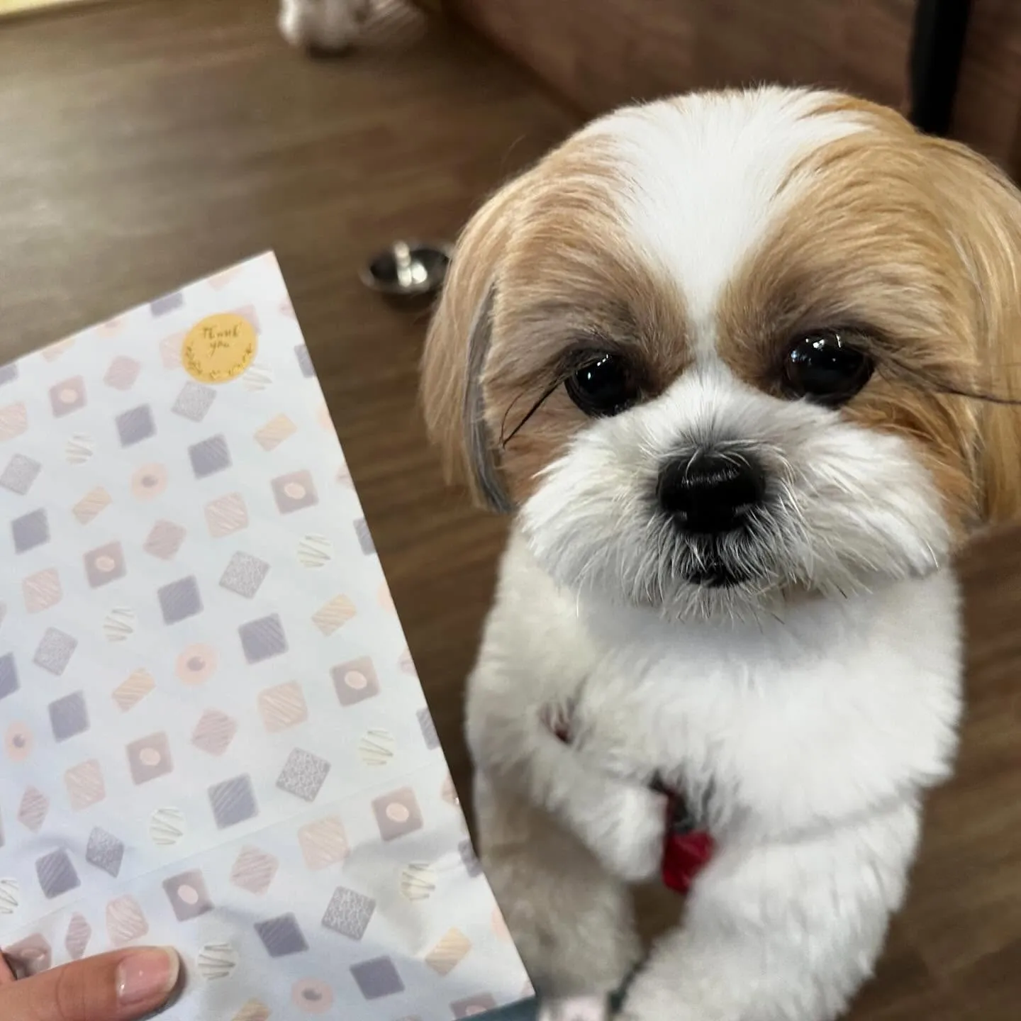 今日はふくすけくんのお誕生日でした🎂