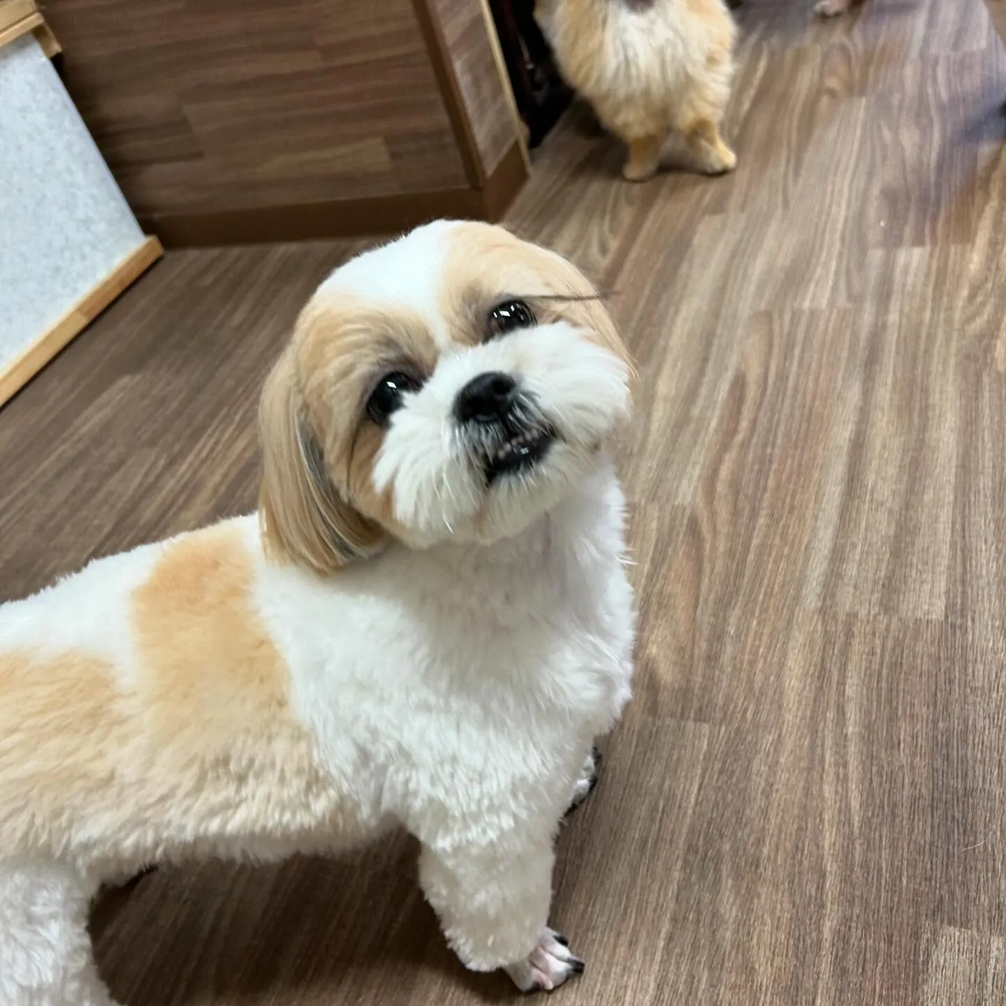 今日はふくすけくんのお誕生日でした🎂