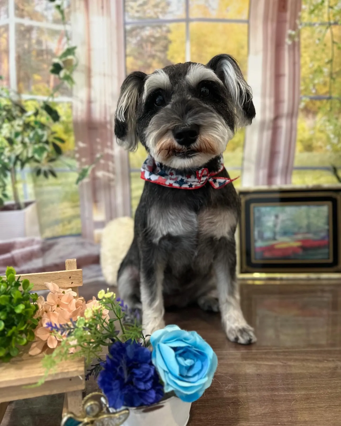 トリミングのセットメニューに来てくれたわんこさんたちです🐾