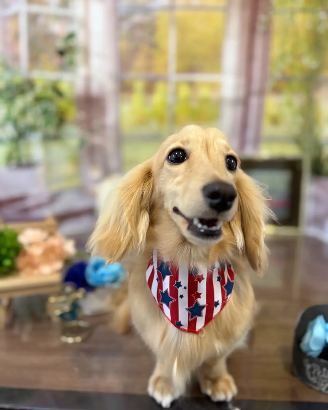 トリミングのセットメニューに来てくれたわんこさんたちです🐾