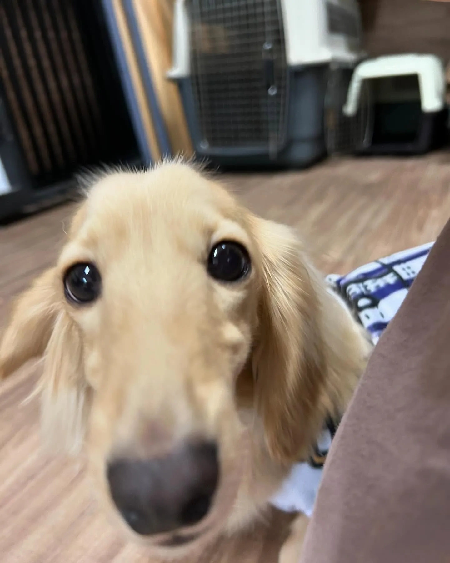 トリミングのセットメニューに来てくれたわんこさんたちです🐾