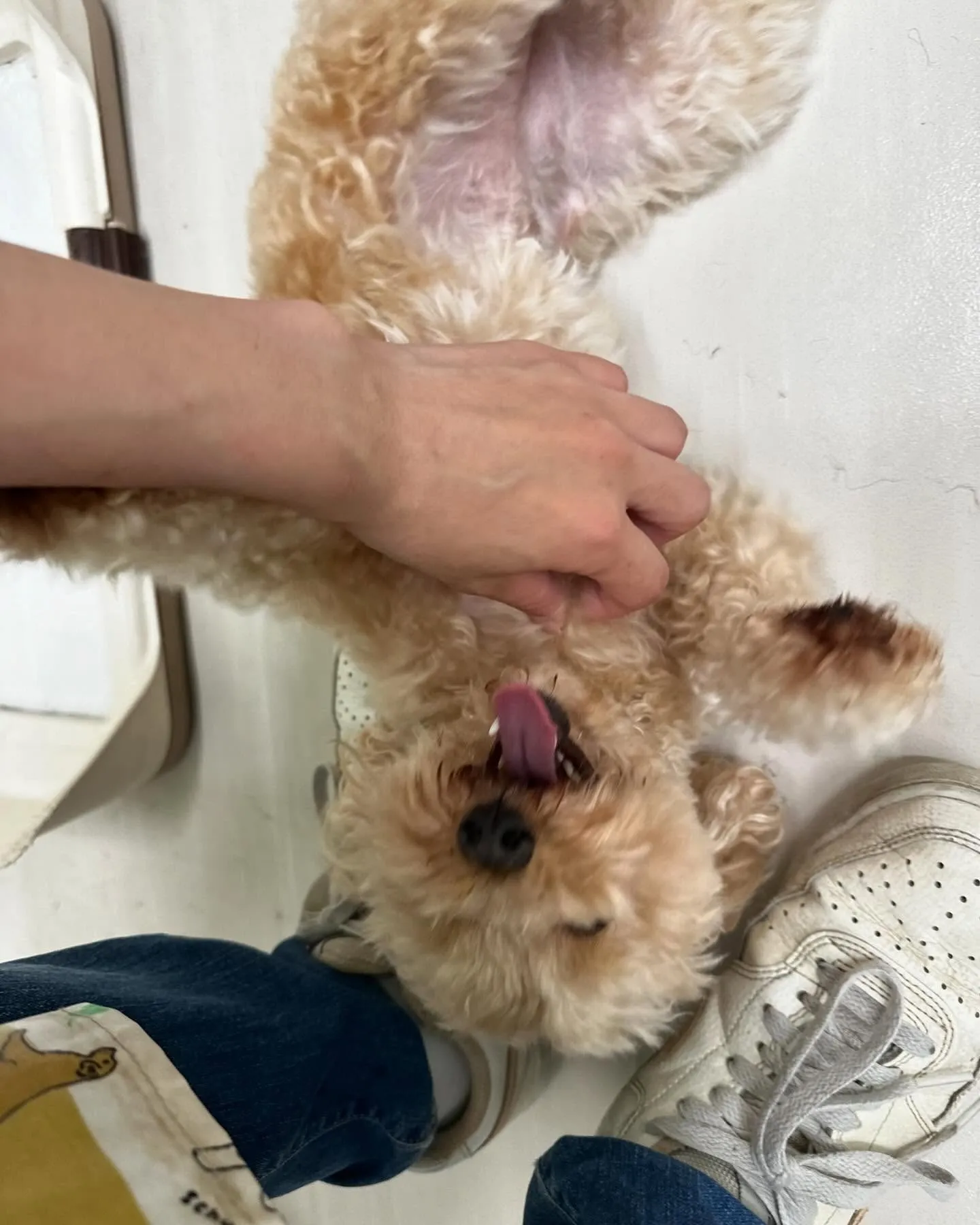 トリミングのセットメニューに来てくれたわんこさんたちです🐾