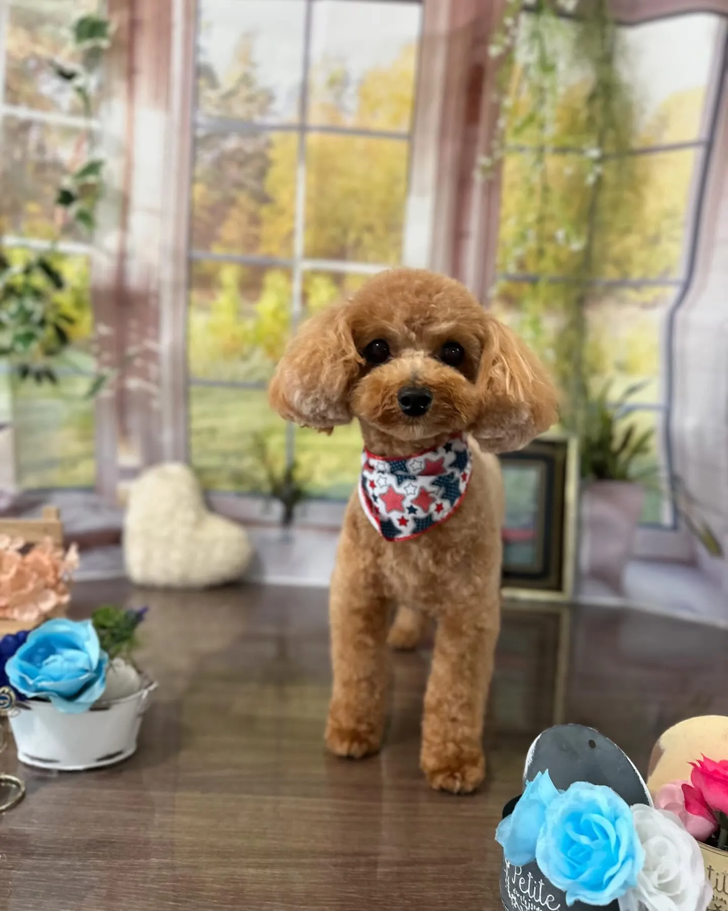 トリミングのセットメニューに来てくれたわんこさんたちです🐾