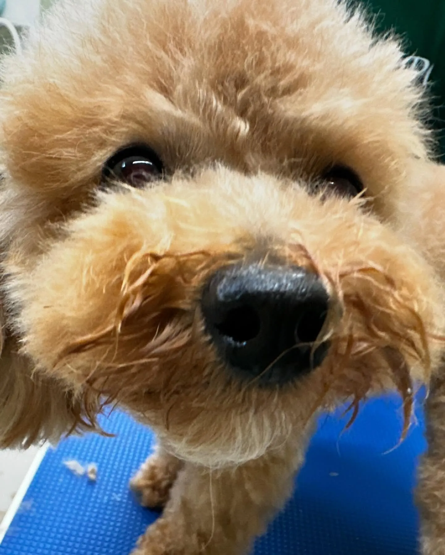 トリミングのセットメニューに来てくれたわんこさんたちです🐾