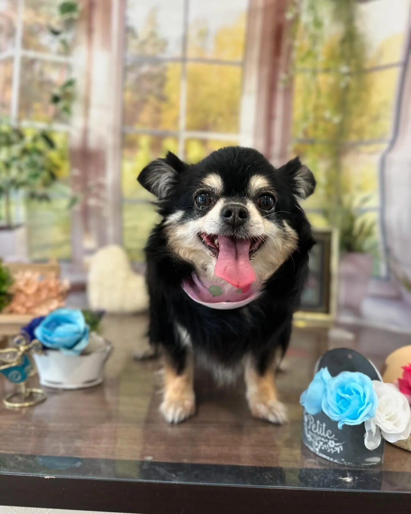 トリミングのセットメニューに来てくれたわんこさんたちです🐾