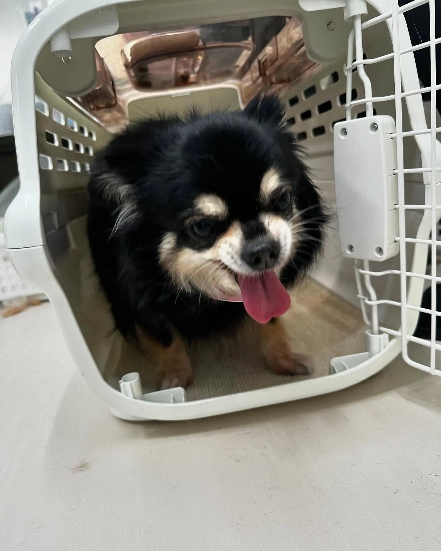 トリミングのセットメニューに来てくれたわんこさんたちです🐾