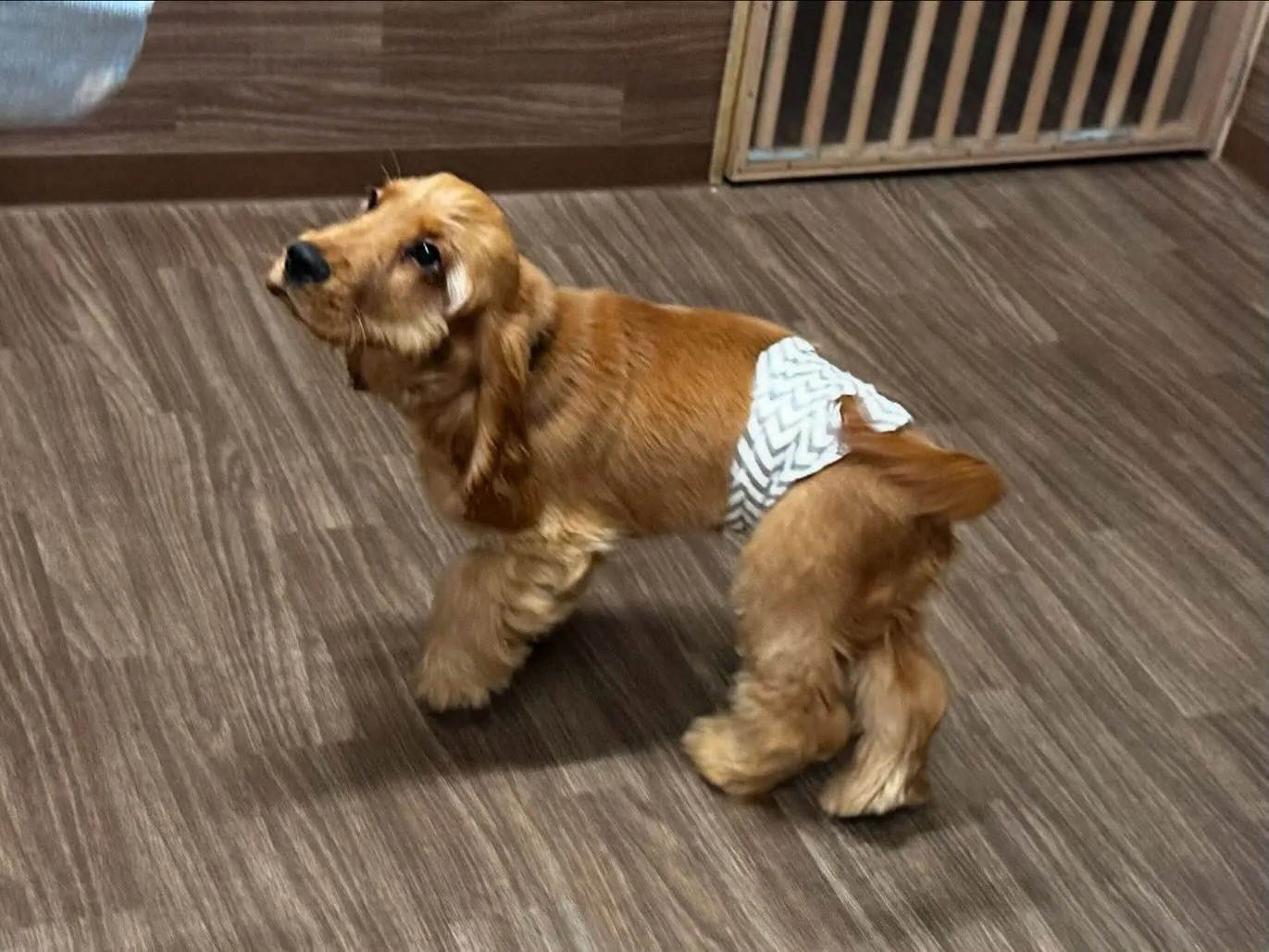 入会してくれたユールくんです💕