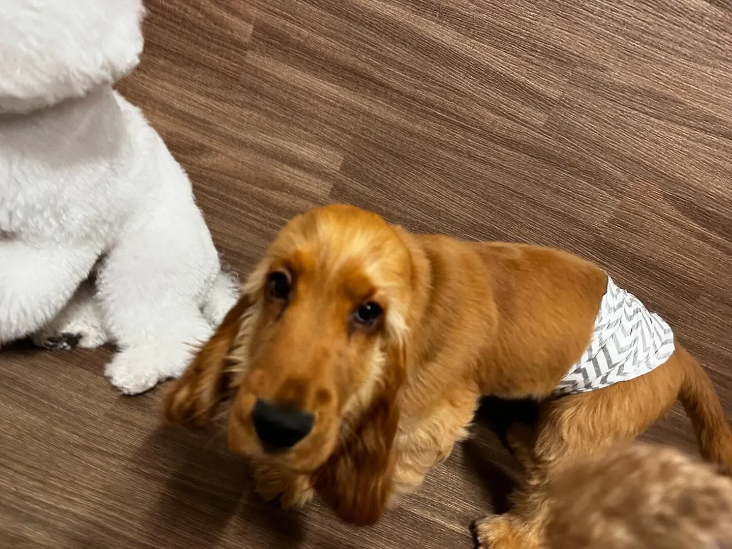 入会してくれたユールくんです💕