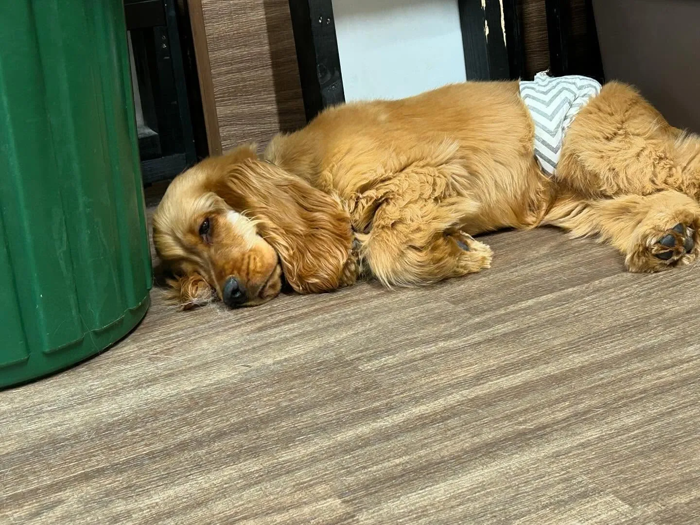 入会してくれたユールくんです💕