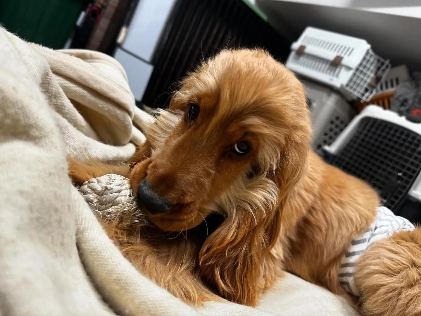 入会してくれたユールくんです💕