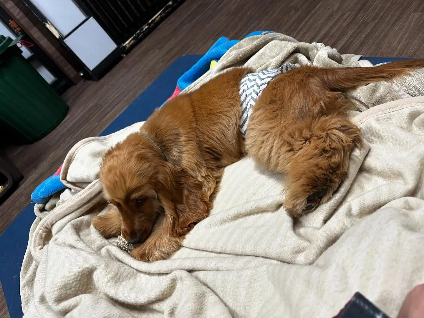 入会してくれたユールくんです💕