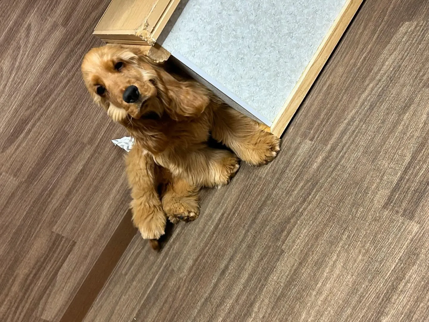 入会してくれたユールくんです💕