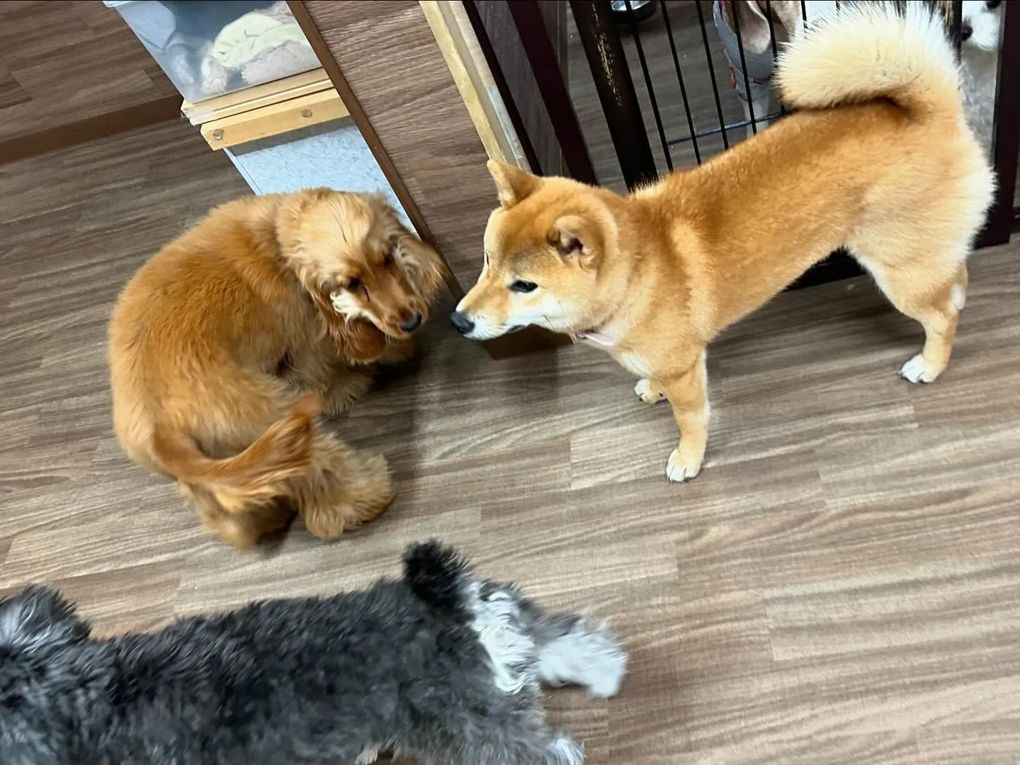 入会してくれたユールくんです💕