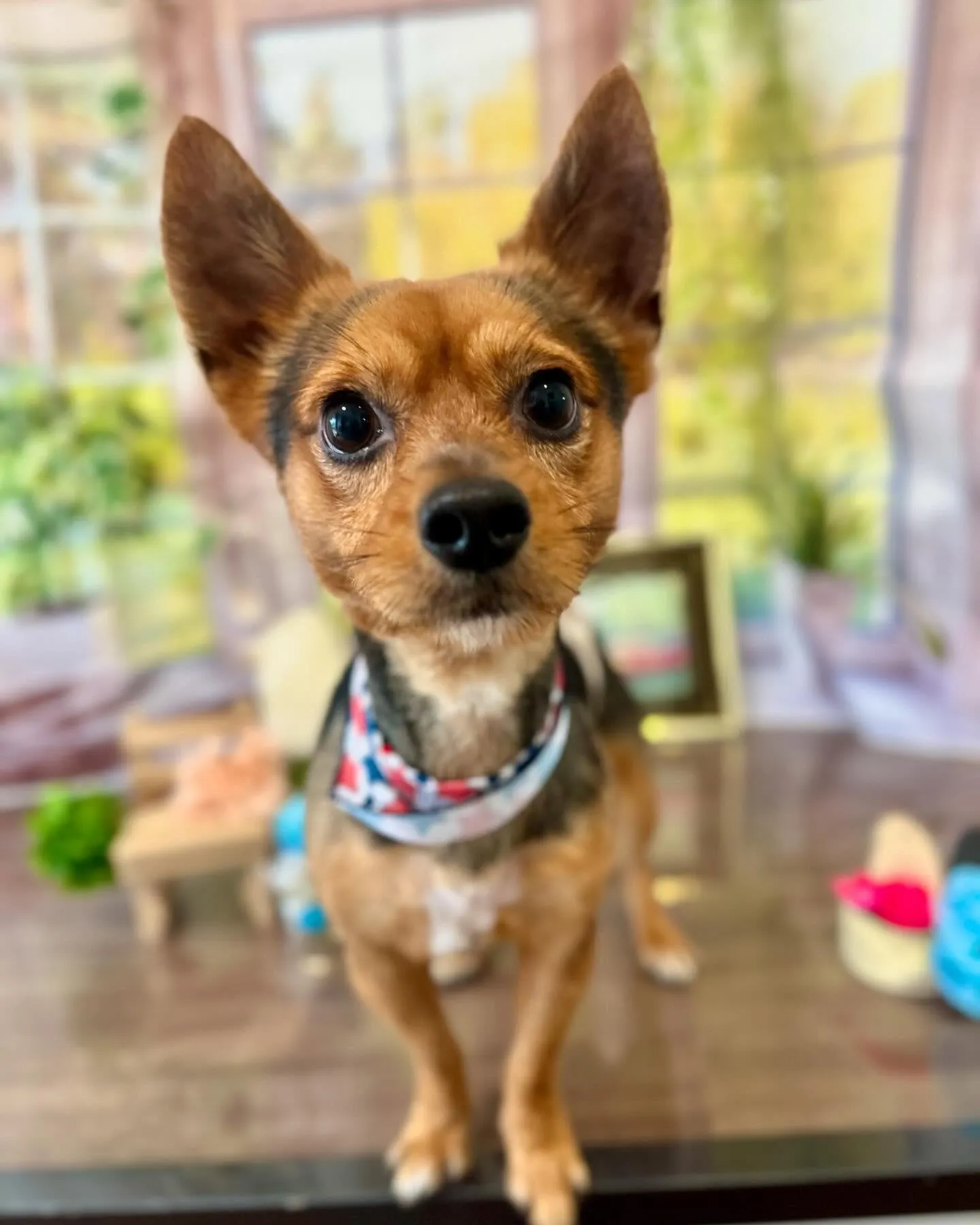 トリミングに来てくれたわんこさんたちです😍