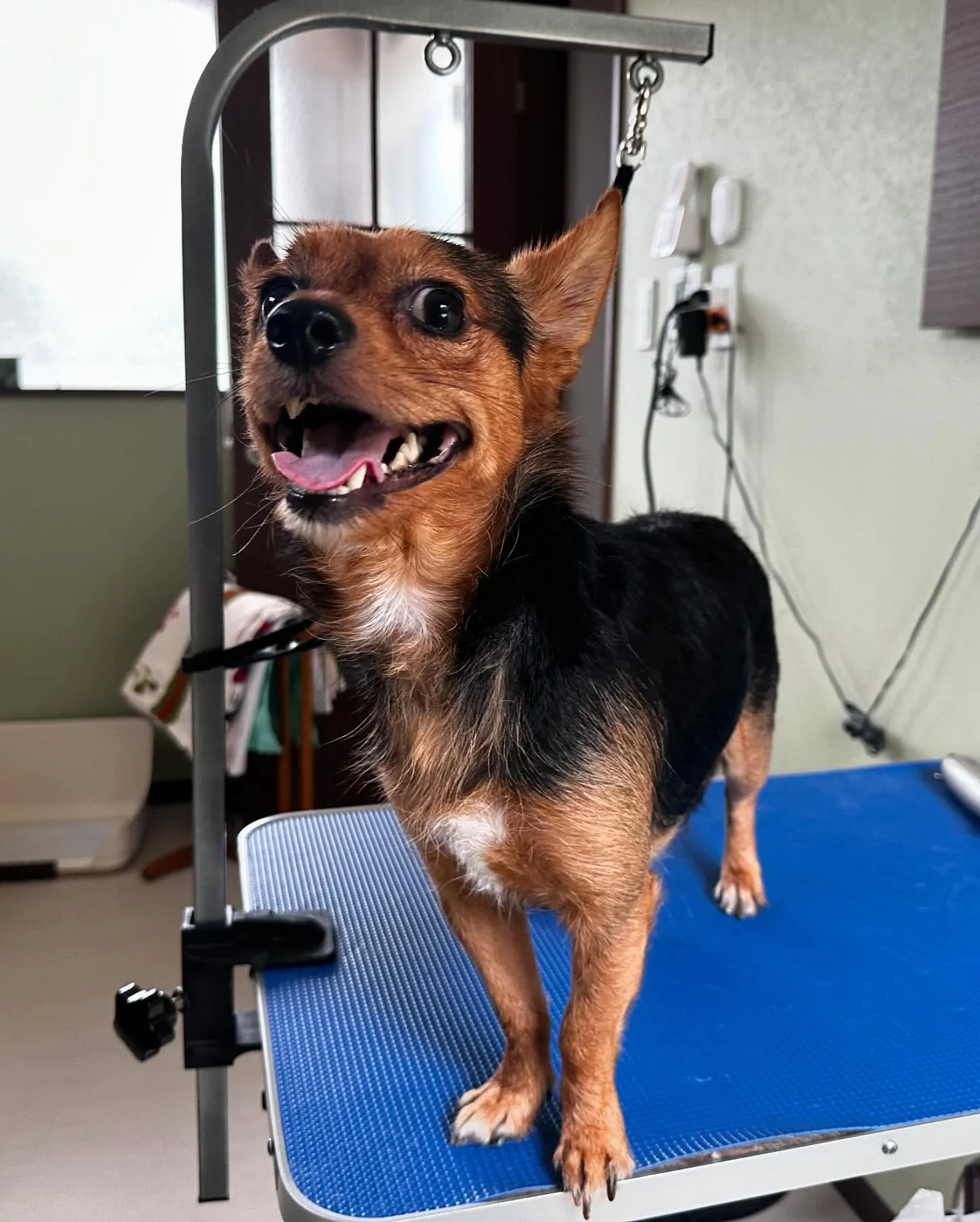 トリミングに来てくれたわんこさんたちです😍