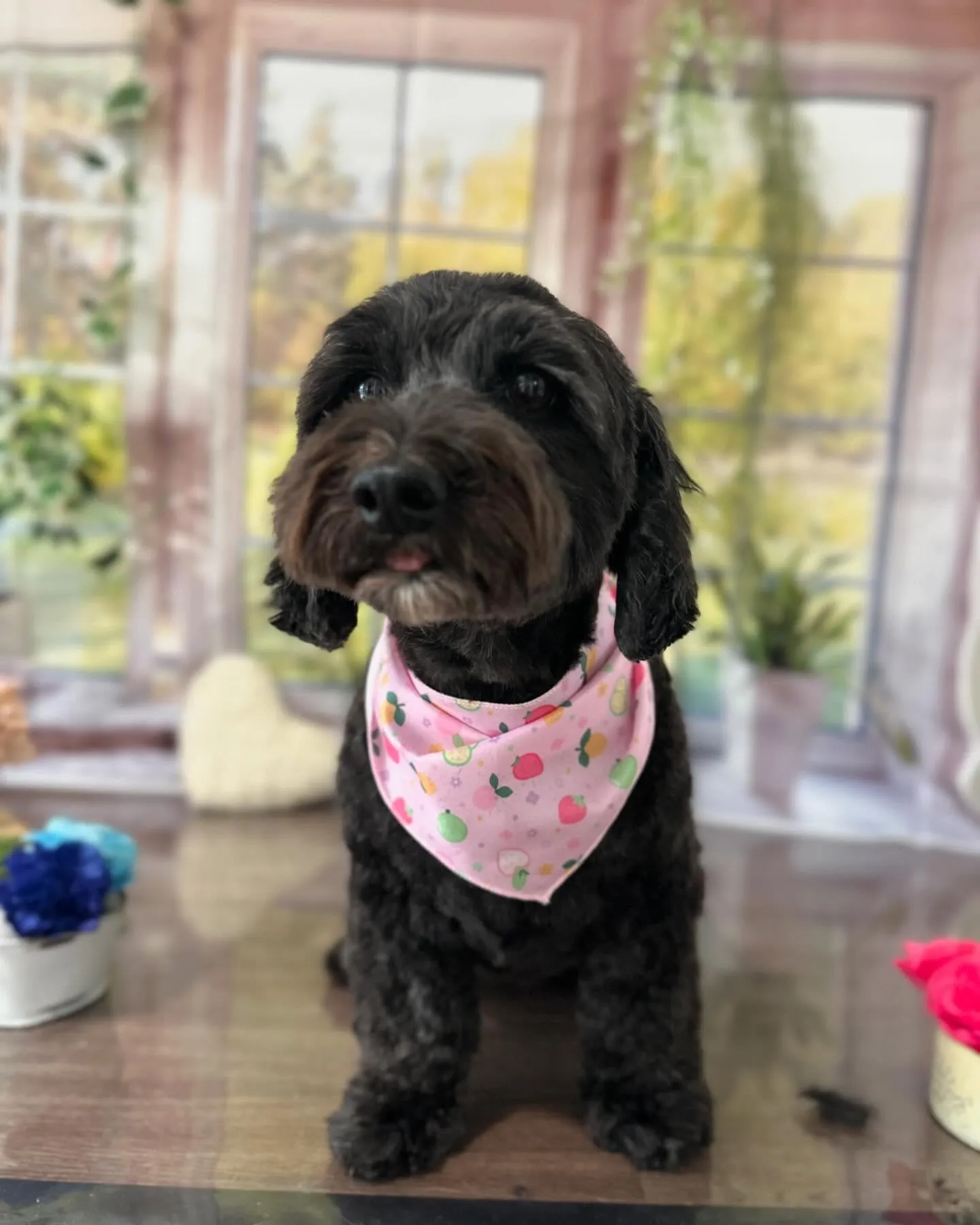 トリミングに来てくれたわんこさんたちです😍