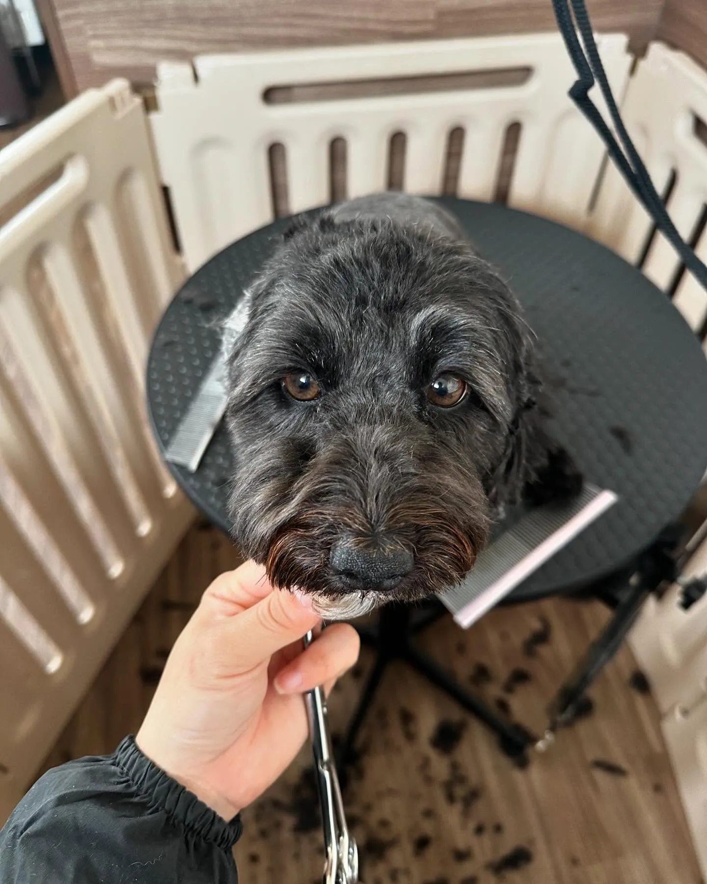 トリミングに来てくれたわんこさんたちです😍