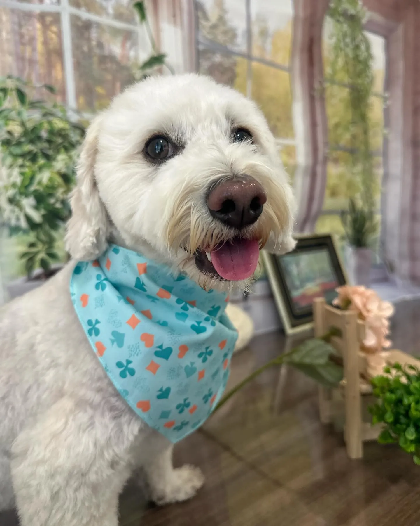 トリミングに来てくれたわんこさんたちです😍