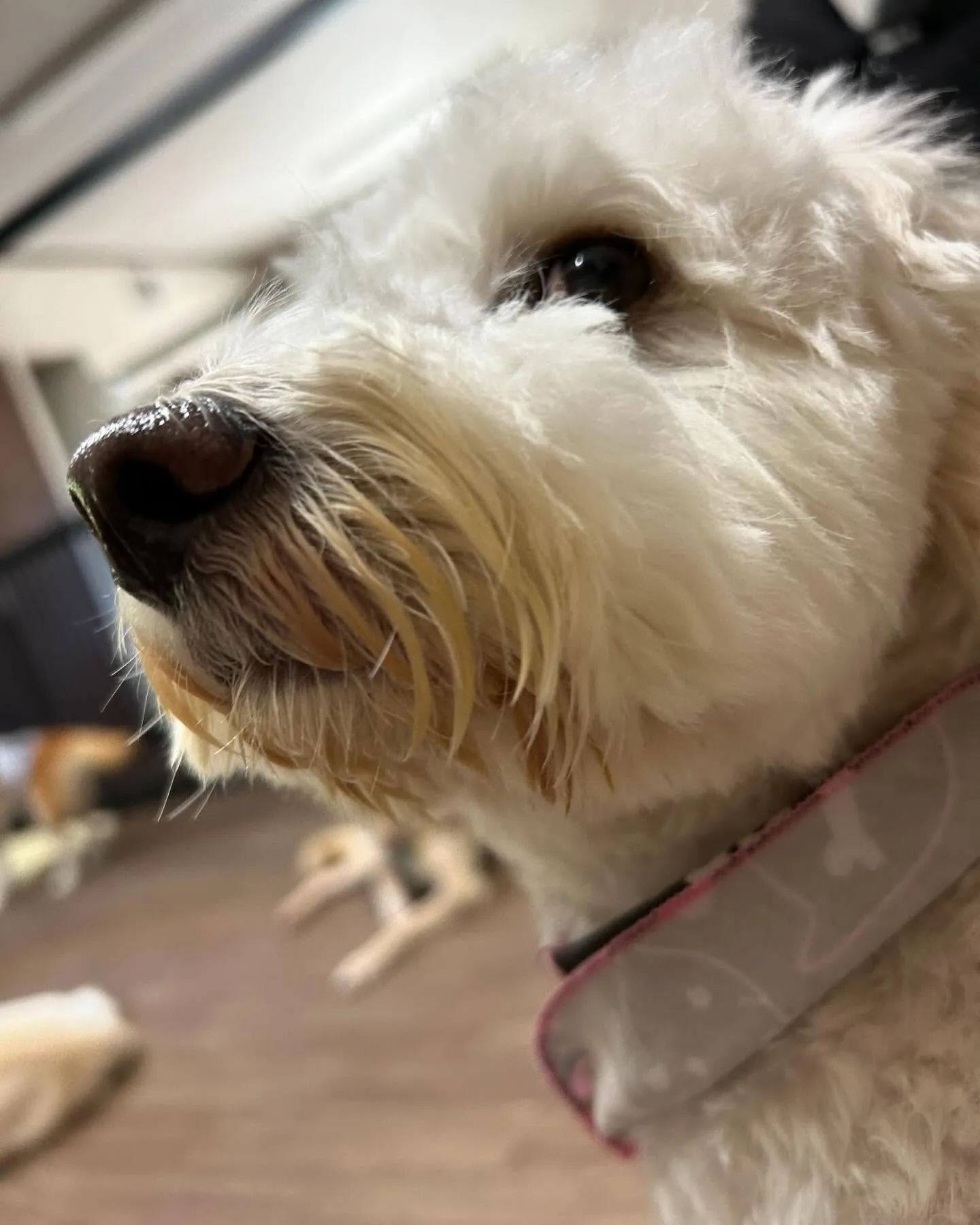 トリミングに来てくれたわんこさんたちです😍